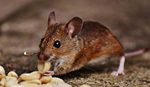 24 Hour & Emergency Exterminators in Gooselake, IA